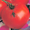 Tomato Grosse Lisse